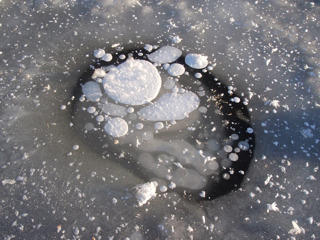 When ice-rich permafrost thaws, former tundra and forest turns into a thermokarst lake as the ground subsides. The carbon stored in the formerly frozen ground is consumed by the microbial community, who release methane gas. When lake ice forms in the winter, methane gas bubbles are trapped in the ice. Location: Alaska. 